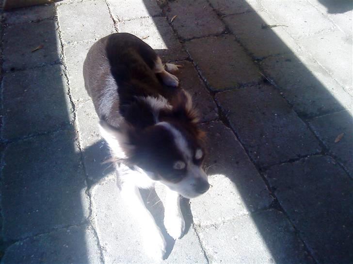 Chihuahua Golden pearls  mademossel billede 4