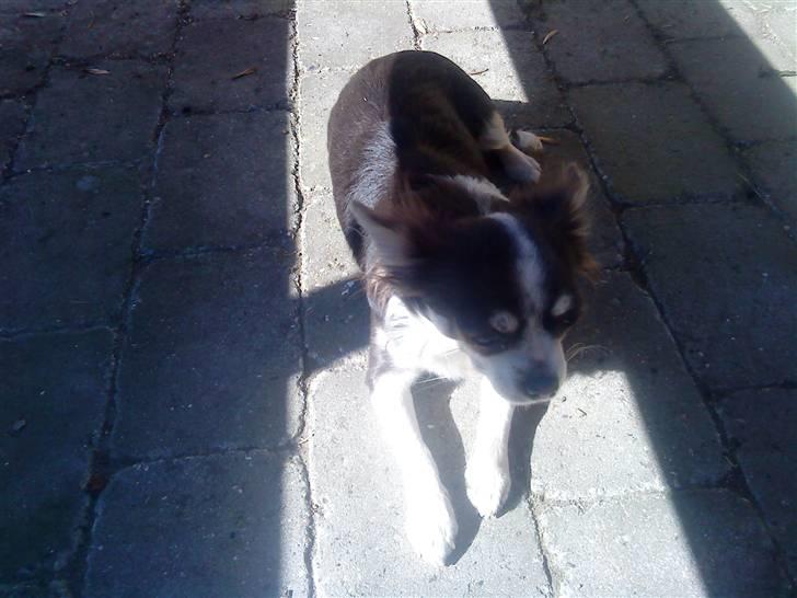 Chihuahua Golden pearls  mademossel billede 5