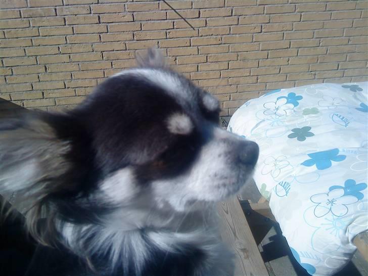 Chihuahua Golden pearls  mademossel billede 6