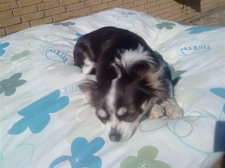 Chihuahua Golden pearls  mademossel billede 7