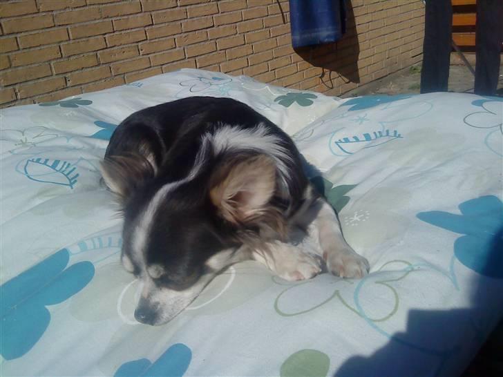 Chihuahua Golden pearls  mademossel billede 8