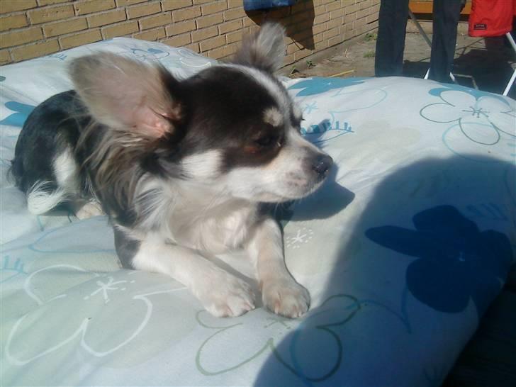 Chihuahua Golden pearls  mademossel billede 9
