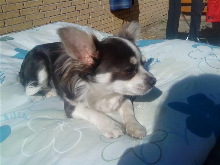 Chihuahua Golden pearls  mademossel billede 10