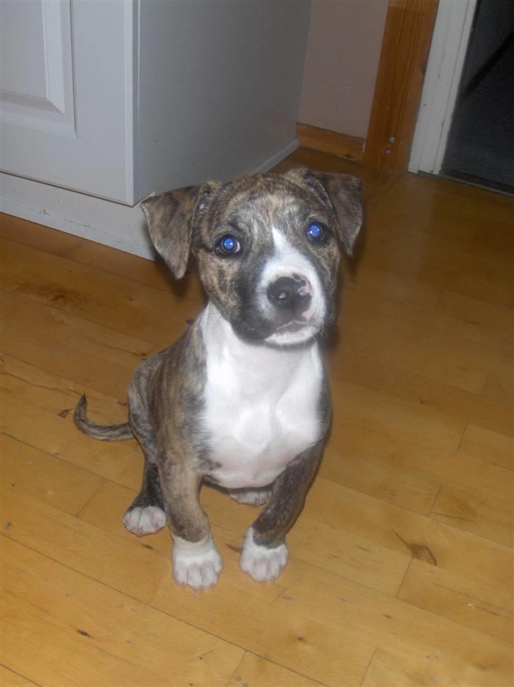 Blanding af racer Chanel billede 13