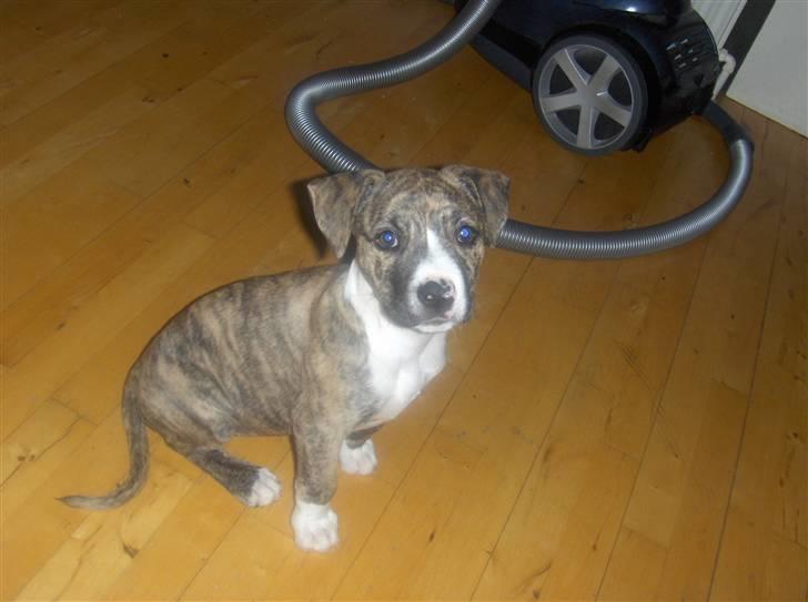 Blanding af racer Chanel billede 14