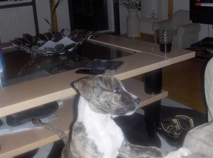 Blanding af racer Chanel billede 15