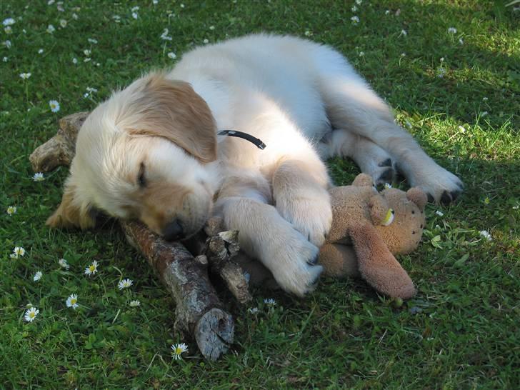 Golden retriever (Ozzy) "Marley" billede 18