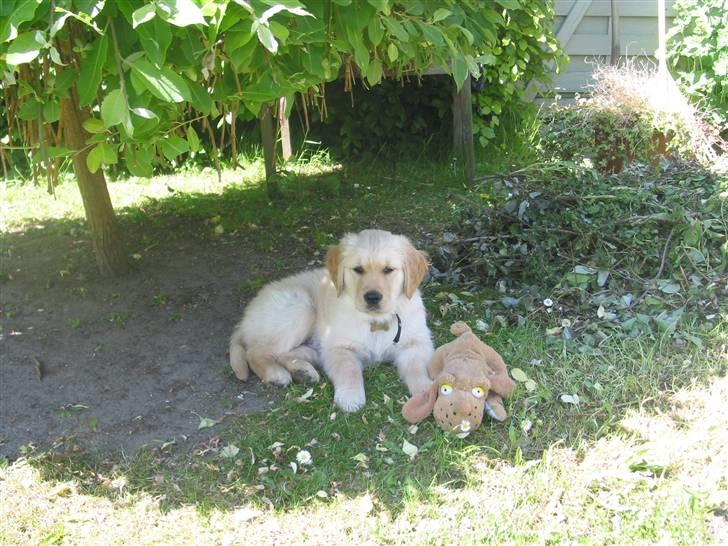 Golden retriever (Ozzy) "Marley" billede 19