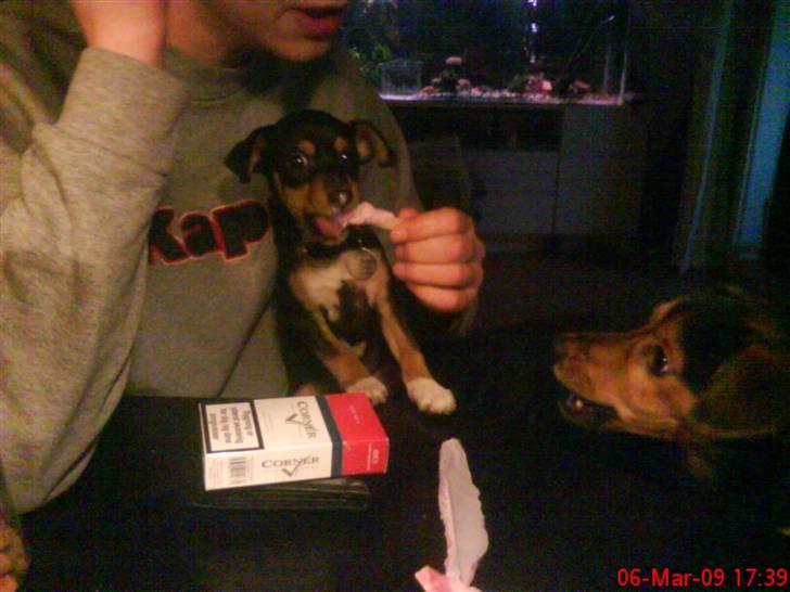 Blanding af racer Himmelhunden Sasja billede 14