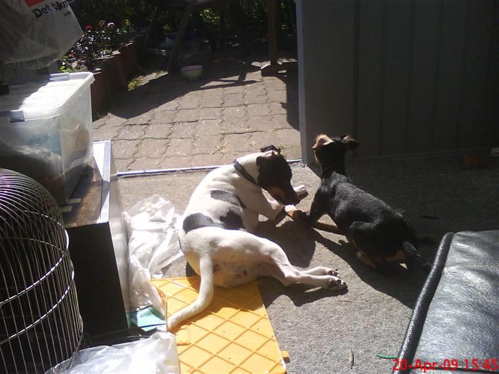 Blanding af racer Himmelhunden Sasja billede 15