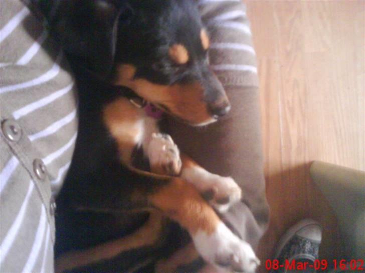 Blanding af racer Himmelhunden Sasja billede 16