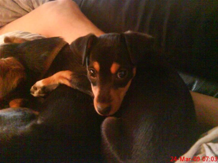 Blanding af racer Himmelhunden Sasja billede 17