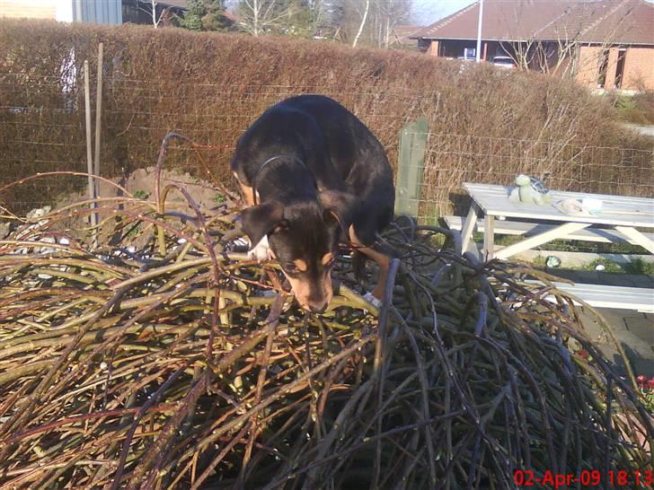 Blanding af racer Himmelhunden Sasja billede 18