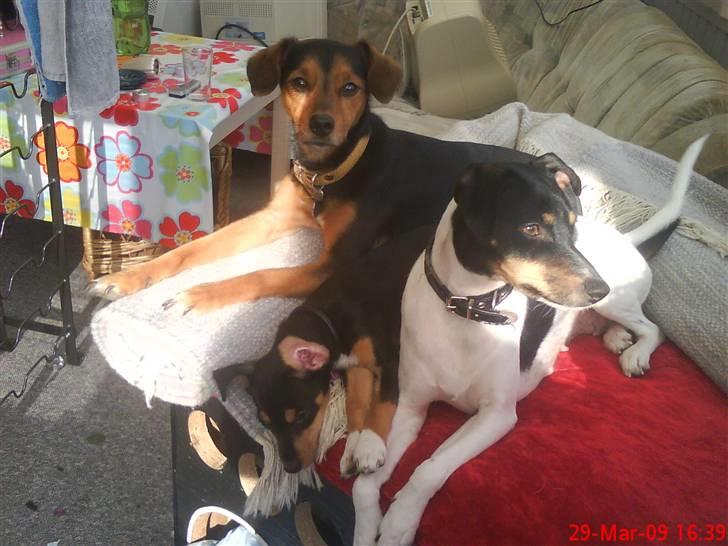 Blanding af racer Himmelhunden Sasja billede 19