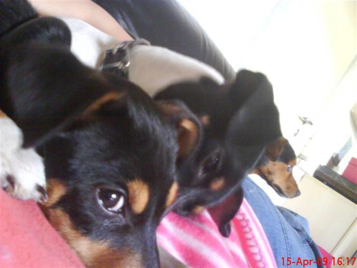 Blanding af racer Himmelhunden Sasja billede 20