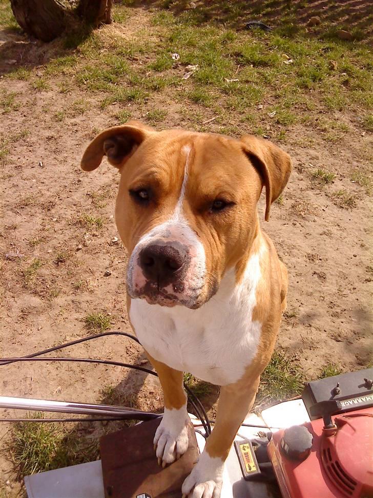 Amerikansk staffordshire terrier KAYO  ( R.I.P. ) - så skal der slås græs billede 1