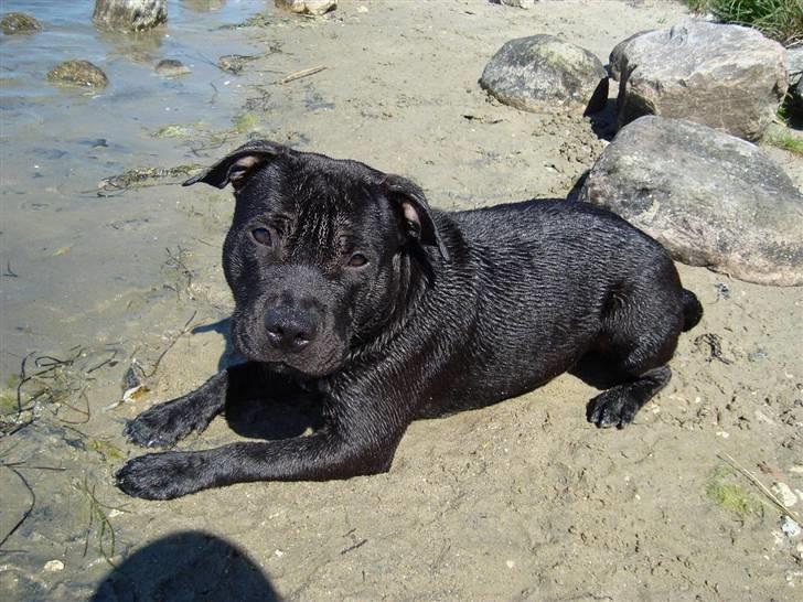 Staffordshire bull terrier Eddie - 7md. ´<3 billede 11