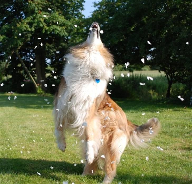 Collie langhåret Nella R.I.P. -  // foto: Sigrid billede 16