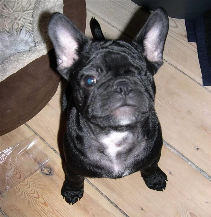 Blanding af racer Fr. bulldog/mops Tvebak billede 1