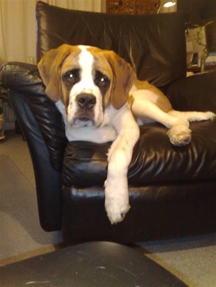 Sankt bernhardshund freja billede 17