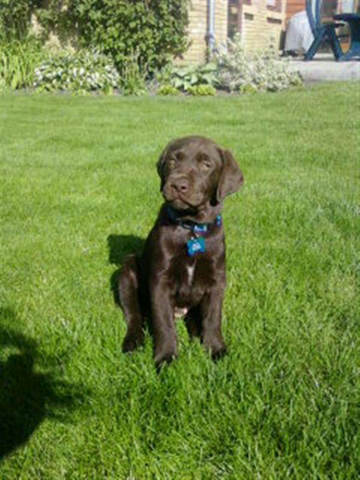 Labrador retriever Zanto billede 13