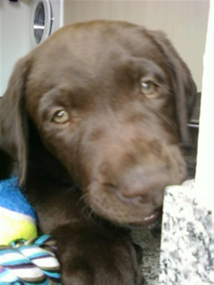 Labrador retriever Zanto billede 14