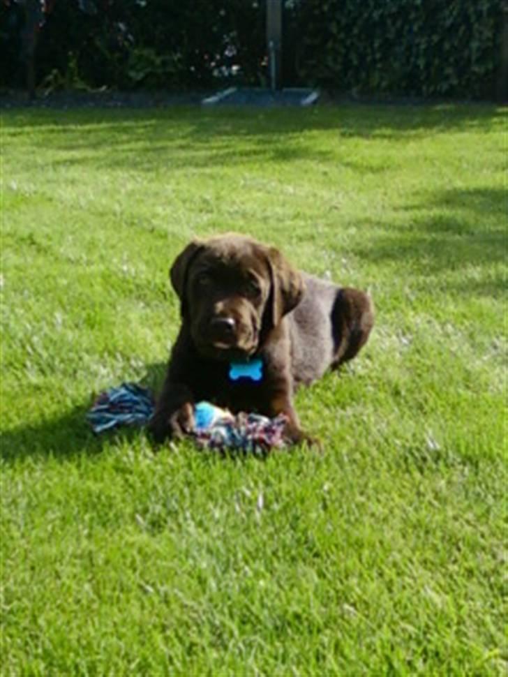 Labrador retriever Zanto billede 15