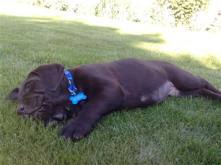 Labrador retriever Zanto billede 16