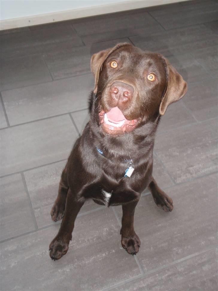 Labrador retriever Zanto billede 17