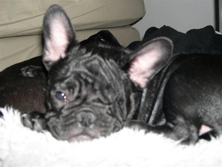 Blanding af racer Fr. bulldog/mops Tvebak billede 2