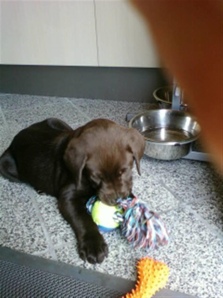 Labrador retriever Zanto billede 18