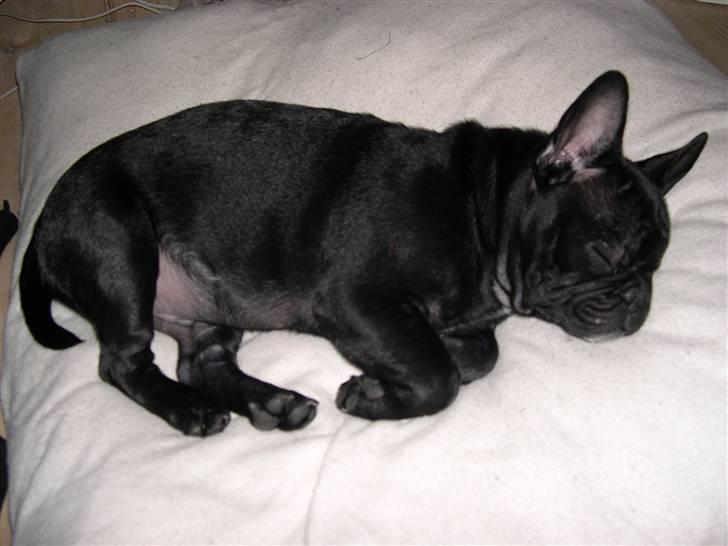 Blanding af racer Fr. bulldog/mops Tvebak billede 3