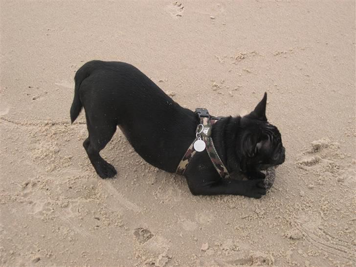 Blanding af racer Fr. bulldog/mops Tvebak billede 4
