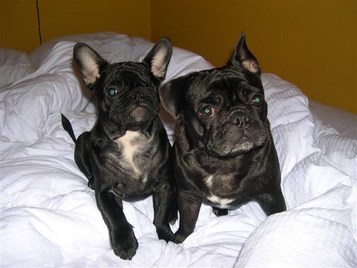 Blanding af racer Fr. bulldog/mops Tvebak billede 5