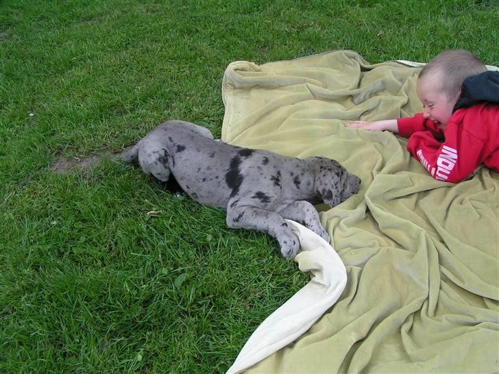 Grand danois Laika - Vil du lege billede 2