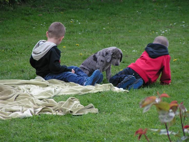 Grand danois Laika billede 3