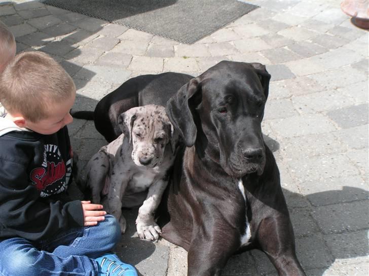 Grand danois Laika - Her er Laika sammen med Florian og Mor (bessie) billede 4