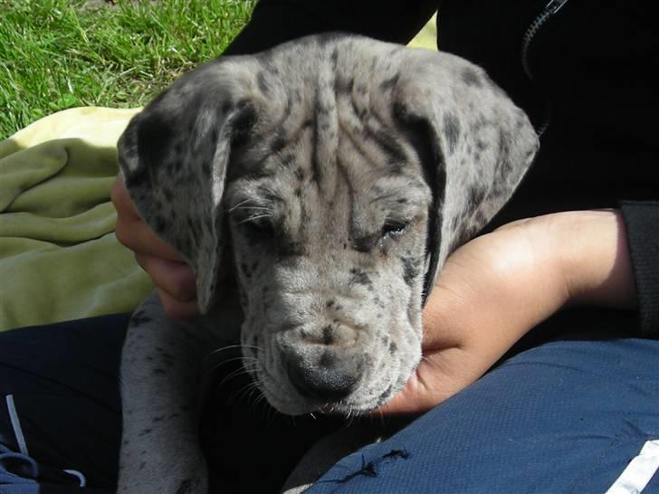 Grand danois Laika billede 5