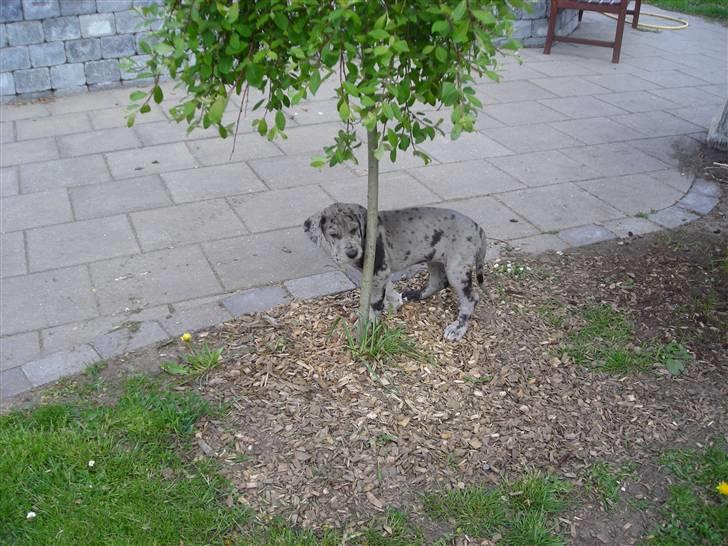 Grand danois Laika billede 6