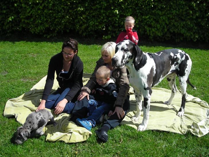 Grand danois Laika - Her er Laika sammen med hendes far (santos) og familie billede 7