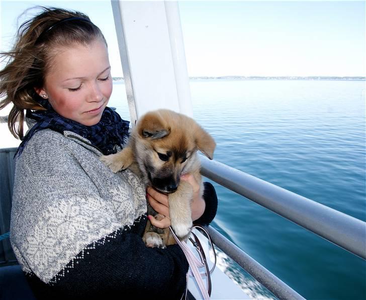 Islandsk fårehund Fala - Fala, 10 uger og jeg - hjemrejsen fra Silkeborg med færgen efter pinseturen. billede 13