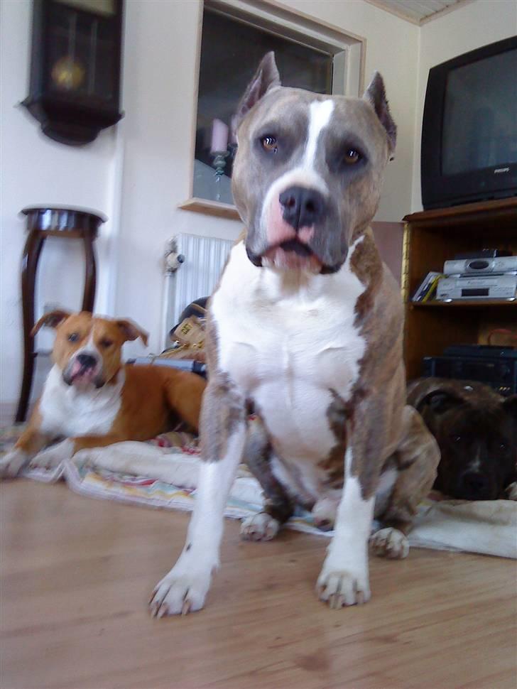 Amerikansk staffordshire terrier Kenzo - er det mig du snakker til... billede 1