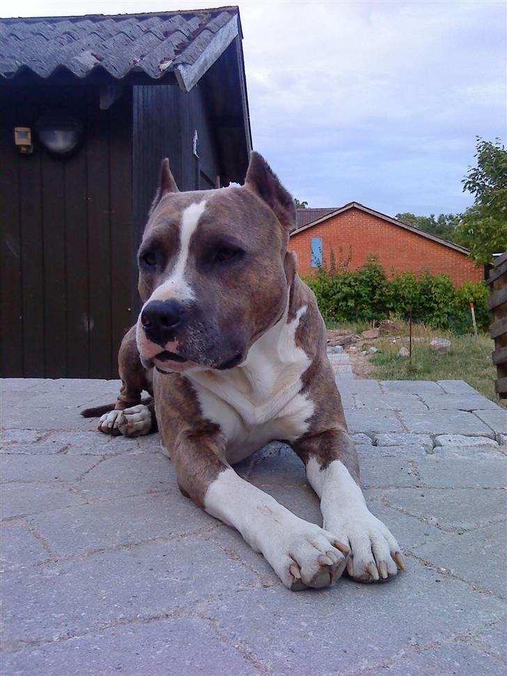 Amerikansk staffordshire terrier Kenzo - ja ja...så tag dog det billed billede 2