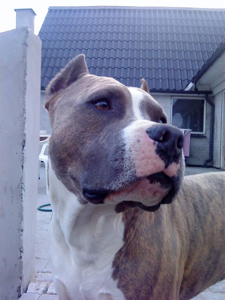 Amerikansk staffordshire terrier Kenzo - står lige til et super profil billed...vuf vuf billede 3