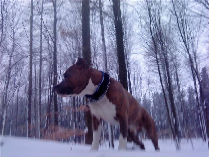 Amerikansk staffordshire terrier Kenzo - I sneen med min far billede 4