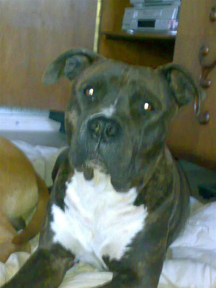 Amerikansk staffordshire terrier Nova ( R.I.P ) - ups ....er det nu jeg skal smile billede 1
