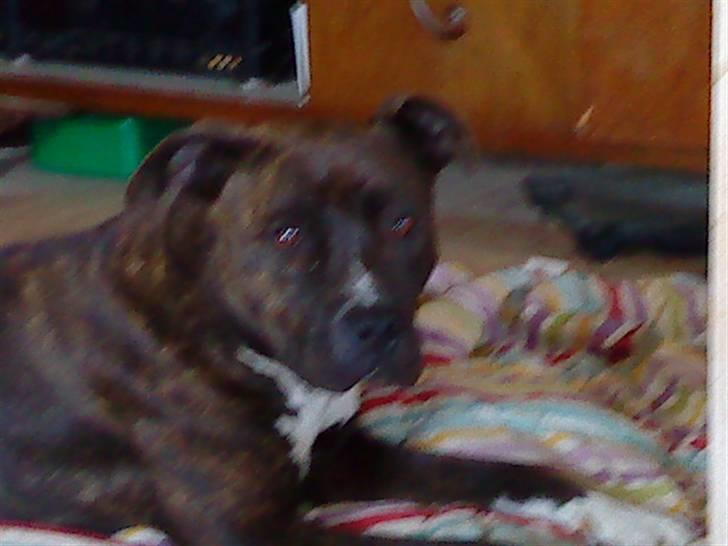 Amerikansk staffordshire terrier Nova ( R.I.P ) - nyder freden billede 2
