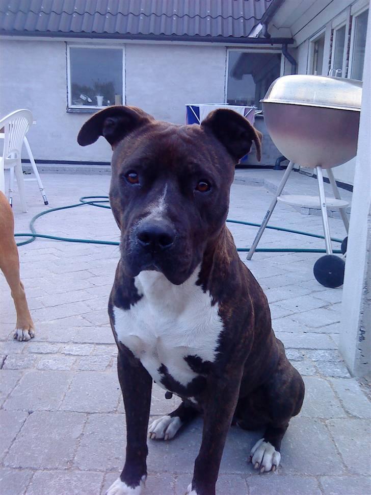 Amerikansk staffordshire terrier Nova ( R.I.P ) - hmm...mon der er mad på grill til mig....elsker mad billede 3