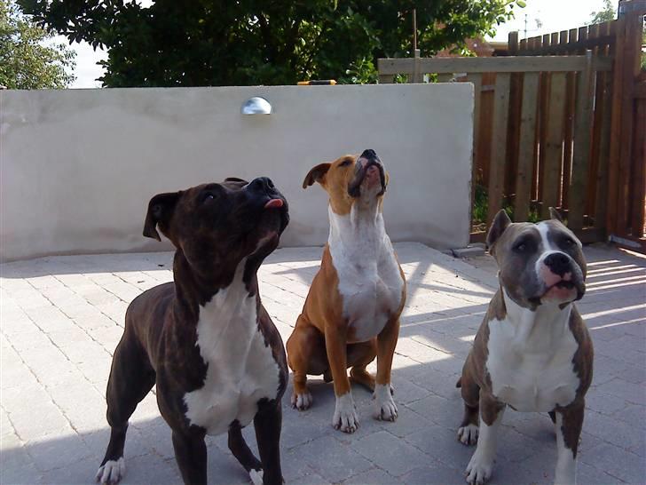 Amerikansk staffordshire terrier Nova ( R.I.P ) - den røde er min dreng, herren ved min side er min mand billede 4