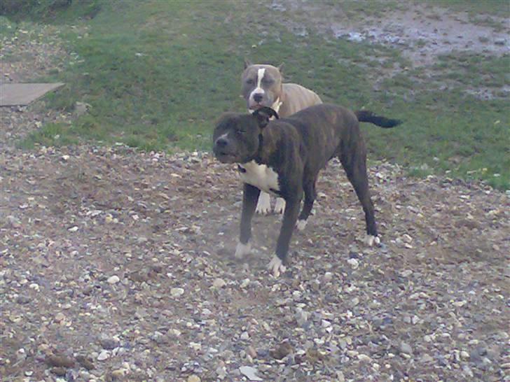 Amerikansk staffordshire terrier Nova ( R.I.P ) - prøver lige at få lidt opmærksomhed billede 5